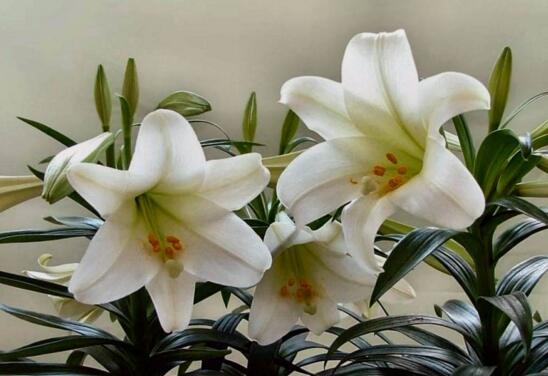 百合花花语和寓意,送百合代表什么意思?