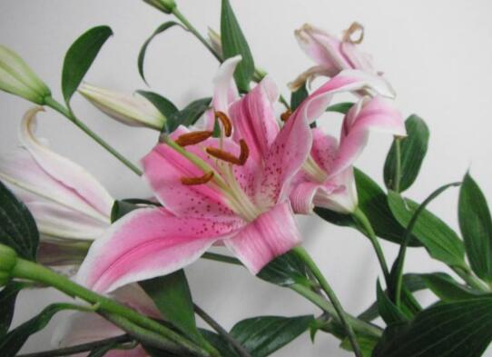 百合花花语和寓意,送百合代表什么意思?